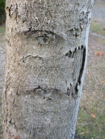 tree_eyes2